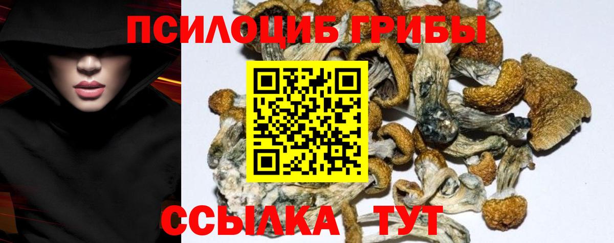 купить   Псилоцибиновые грибы Psilocybine cubensis  Вход с VPN  Углич 
